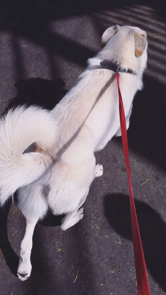 Cachorro ra a Labrador idade 2 anos nome Sem nome 