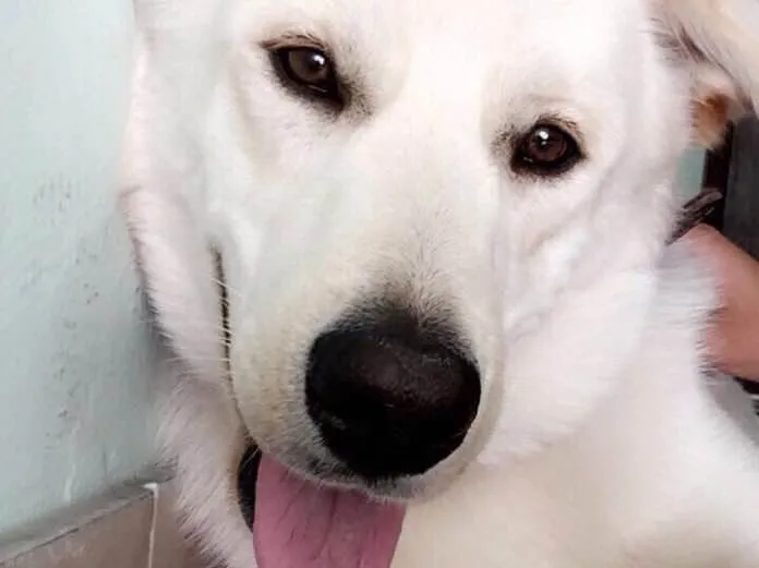 Cachorro ra a Labrador idade 2 anos nome Sem nome 