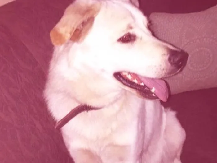 Cachorro ra a Labrador idade 2 anos nome Sem nome 