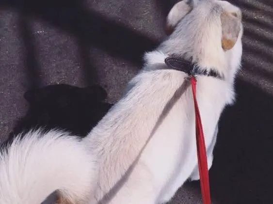 Cachorro ra a Labrador idade 2 anos nome Sem nome 