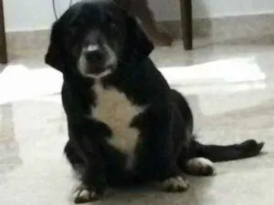 Cachorro raça Srd idade 5 anos nome Lola