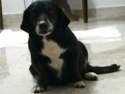 Cachorro ra a Srd idade 5 anos nome Lola