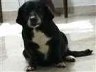 Cachorro raça Srd idade 5 anos nome Lola