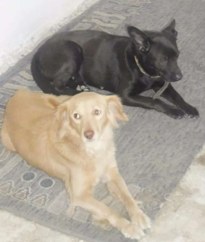 Cachorro ra a Indefinida idade 6 ou mais anos nome Preta e biju