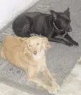 Preta e biju