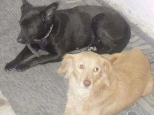 Cachorro raça Indefinida idade 6 ou mais anos nome Preta e biju