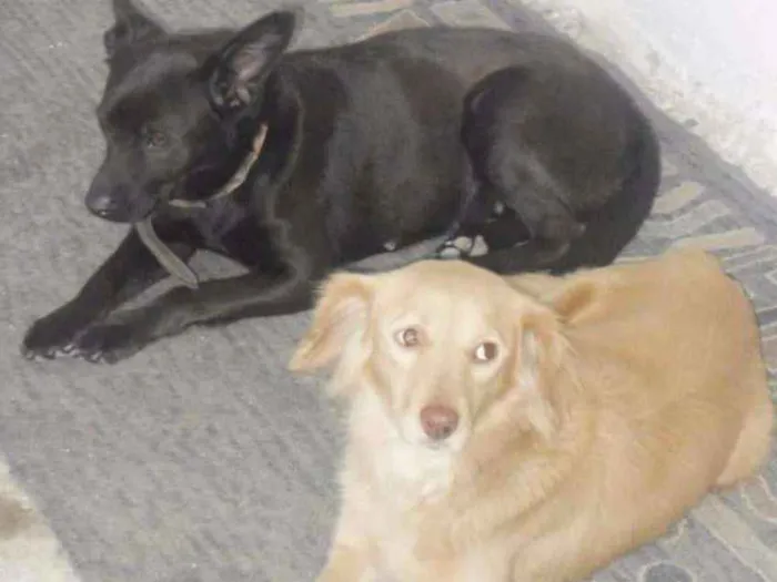 Cachorro ra a Indefinida idade 6 ou mais anos nome Preta e biju