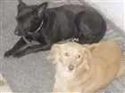 Cachorro raça Indefinida idade 6 ou mais anos nome Preta e biju