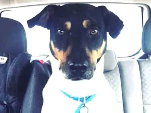 Cachorro raça SRD idade 1 ano nome Ponei
