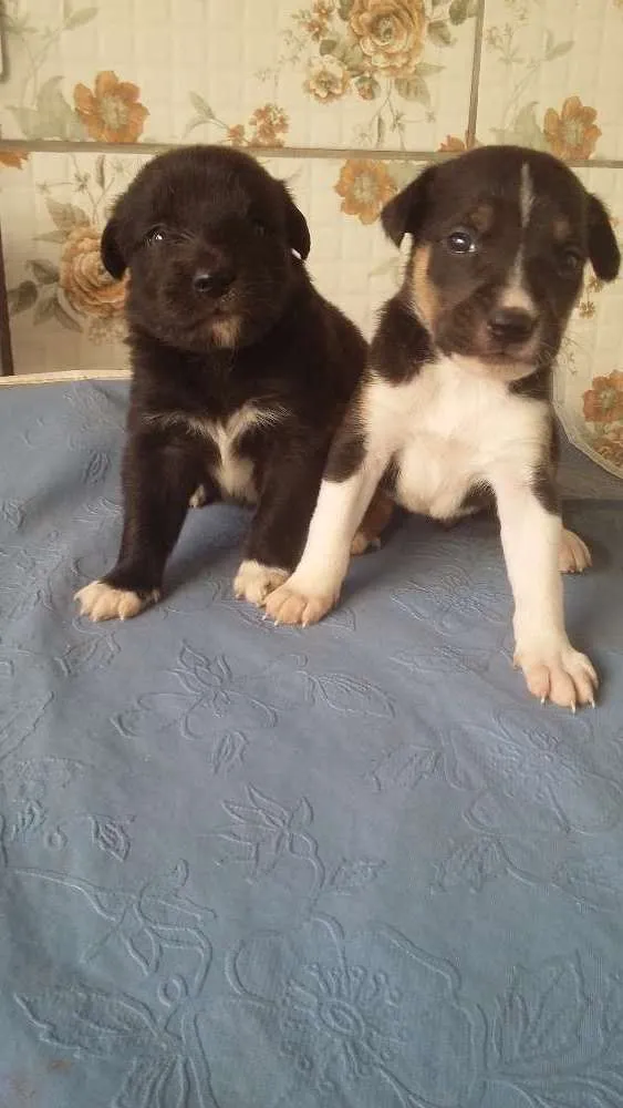 Cachorro raça N/D idade Abaixo de 2 meses nome Estao sem nome