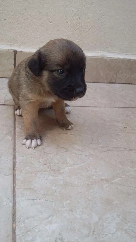 Cachorro raça N/D idade Abaixo de 2 meses nome Estao sem nome