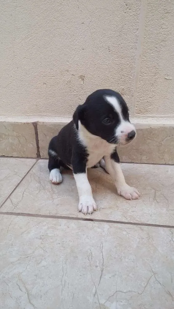Cachorro raça N/D idade Abaixo de 2 meses nome Estao sem nome