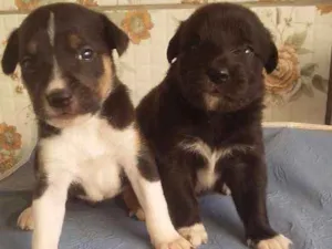 Cachorro raça N/D idade Abaixo de 2 meses nome Estao sem nome
