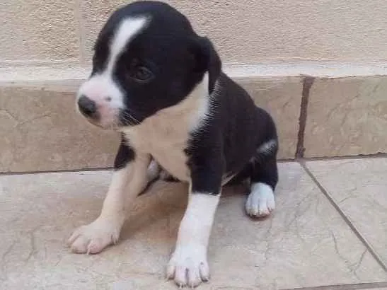 Cachorro raça N/D idade Abaixo de 2 meses nome Estao sem nome