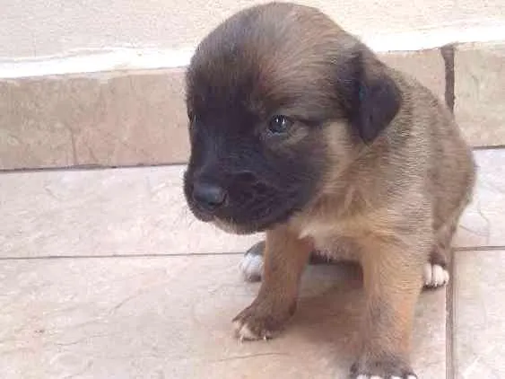Cachorro raça N/D idade Abaixo de 2 meses nome Estao sem nome