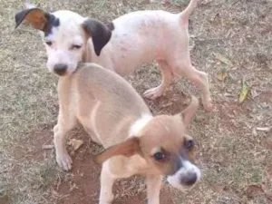 Cachorro raça srd idade 2 a 6 meses nome sem nome