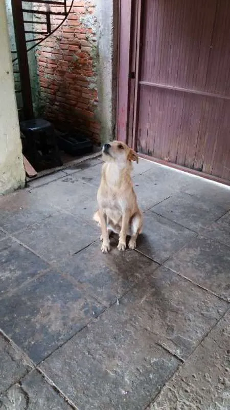 Cachorro ra a SRD idade 7 a 11 meses nome Flash