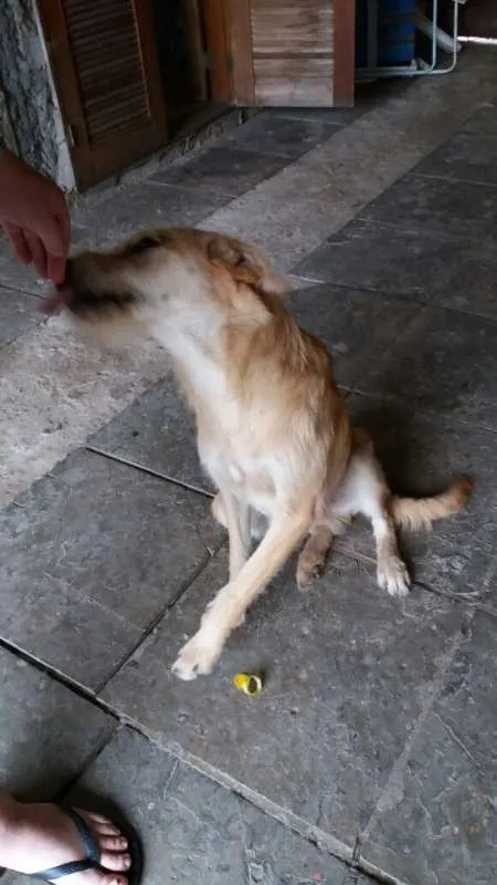 Cachorro ra a SRD idade 7 a 11 meses nome Flash