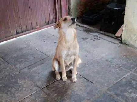 Cachorro ra a SRD idade 7 a 11 meses nome Flash