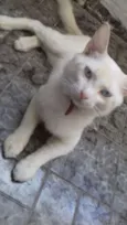 Tom
