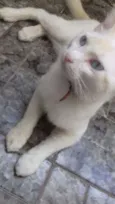Tom