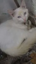 Tom