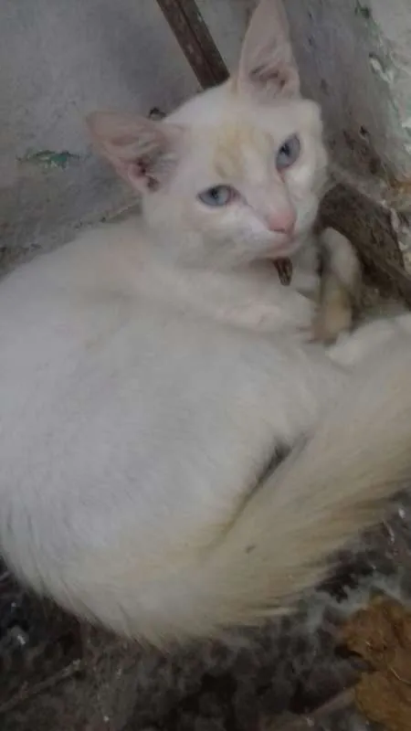 Gato ra a SRD idade 1 ano nome Tom