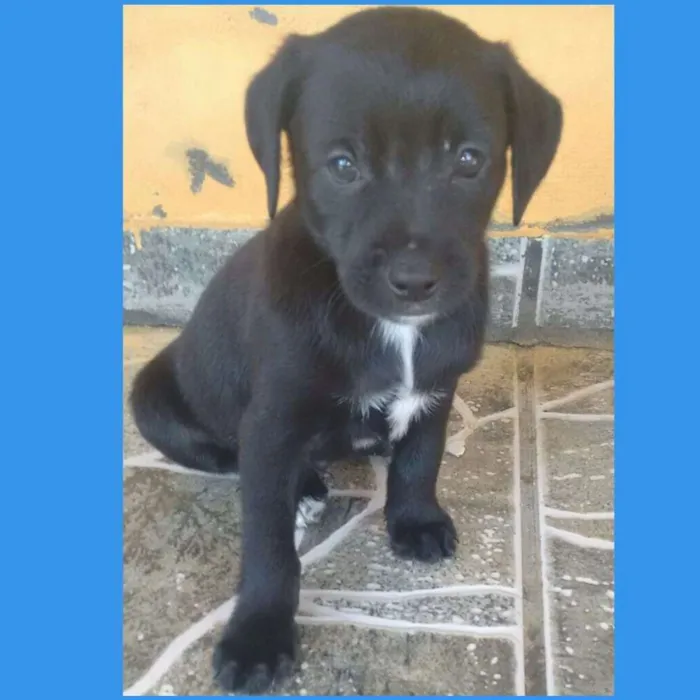 Cachorro ra a Vira lata idade Abaixo de 2 meses nome Ainda não tem nome