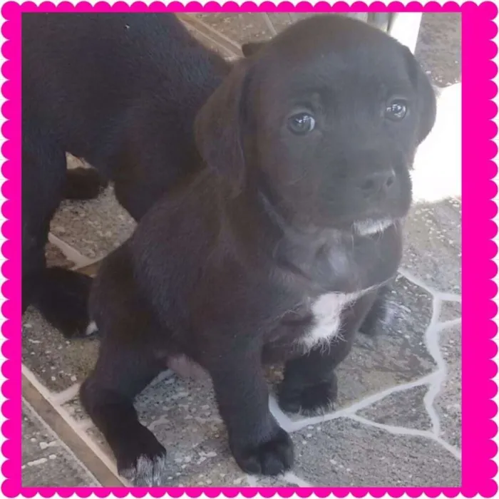 Cachorro ra a Vira lata idade Abaixo de 2 meses nome Ainda não tem nome.