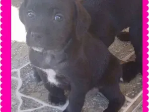 Cachorro raça Vira lata idade Abaixo de 2 meses nome Ainda não tem nome.
