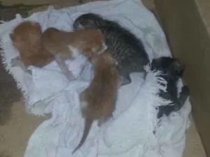 Gato raça Vira lata idade Abaixo de 2 meses nome Gatos