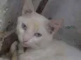 Tom