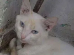 Gato raça SRD idade 1 ano nome Tom