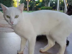 Gato raça Viralata  idade 2 anos nome Pintado