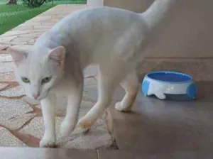 Gato raça Viralata idade 1 ano nome Pintado