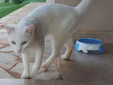 Gato ra a Viralata idade 1 ano nome Pintado