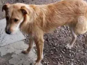 Cachorro raça SRD idade 7 a 11 meses nome Flash