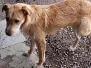 Cachorro ra a SRD idade 7 a 11 meses nome Flash