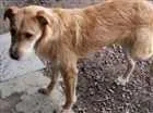 Cachorro raça SRD idade 7 a 11 meses nome Flash