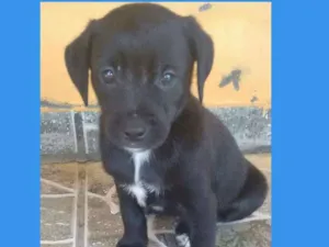 Cachorro raça Vira lata idade Abaixo de 2 meses nome Ainda não tem nome