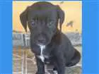 Cachorro raça Vira lata idade Abaixo de 2 meses nome Ainda não tem nome