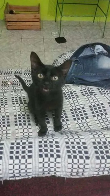 Gato ra a Vira lata  idade 2 a 6 meses nome Batma