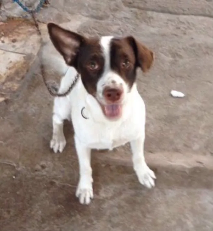 Cachorro raça Mistura de labrador  idade 1 ano nome Bethowen 