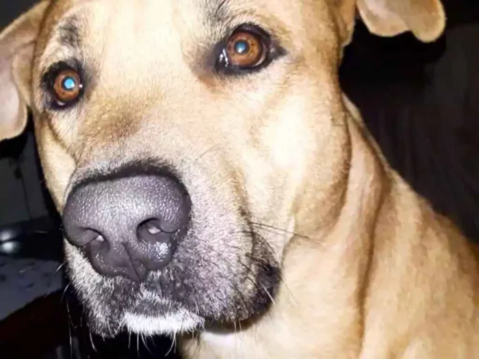 Cachorro ra a Vira-lata  idade 2 anos nome Thor
