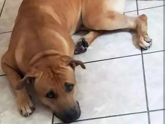 Cachorro ra a Vira-lata  idade 2 anos nome Thor