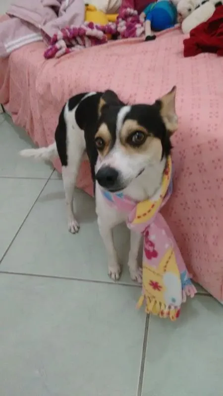 Cachorro ra a vira lata idade 2 anos nome pingo