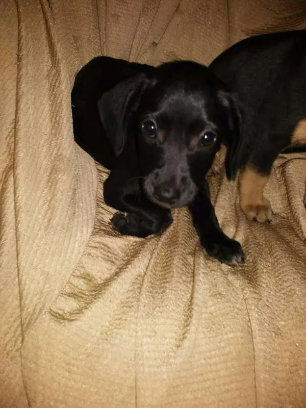 Cachorro ra a Mix= Labrador / vira lata idade Abaixo de 2 meses nome Fofinhos