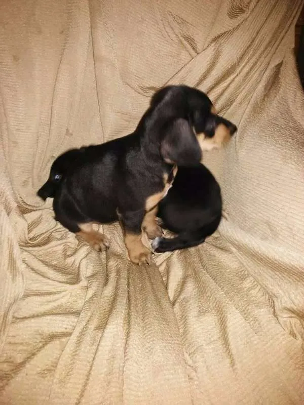 Cachorro ra a Mix= Labrador / vira lata idade Abaixo de 2 meses nome Fofinhos