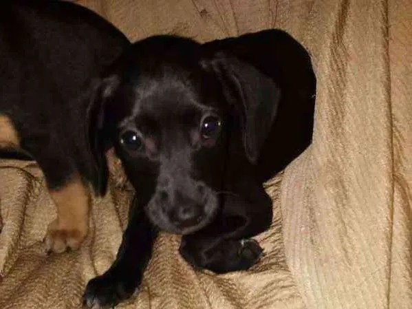 Cachorro ra a Mix= Labrador / vira lata idade Abaixo de 2 meses nome Fofinhos
