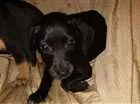 Cachorro raça Mix= Labrador / vira lata idade Abaixo de 2 meses nome Fofinhos